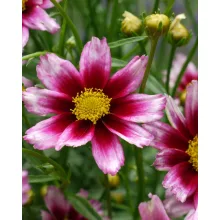 Coreopsis Little Bang Starstruck - Menyecskeszem