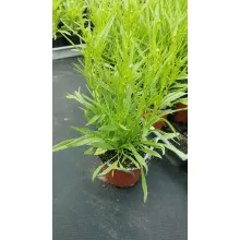 Coreopsis Little Bang Starstruck - Menyecskeszem