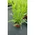 Coreopsis Little Bang Starstruck - Menyecskeszem