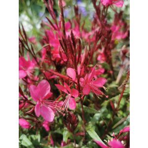Gaura lindheimeri Gambit Rose - Díszgyertya