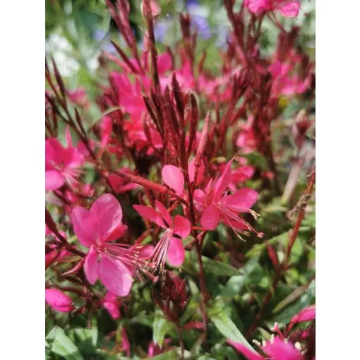 Gaura lindheimeri Gambit Rose - Díszgyertya
