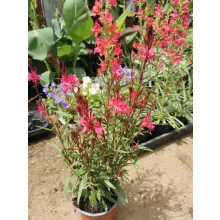 Gaura lindheimeri Gambit Rose - Díszgyertya