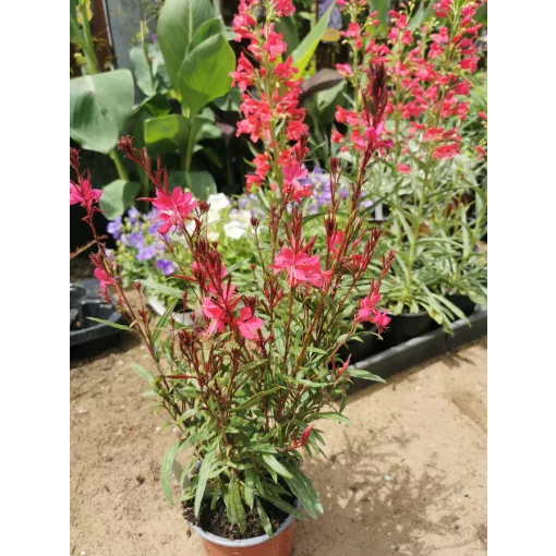 Gaura lindheimeri Gambit Rose - Díszgyertya