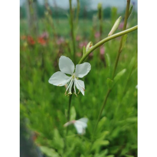 Gaura lindheimeri Gambit White - Díszgyertya