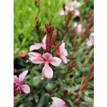 Gaura lindheimeri Passionate Blush - Díszgyertya
