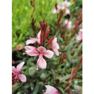 Gaura lindheimeri Passionate Blush - Díszgyertya