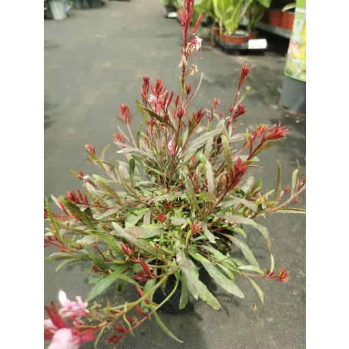 Gaura lindheimeri Passionate Blush - Díszgyertya