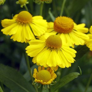 Helenium autumnale Helena Gold - Napfényvirág (mag)