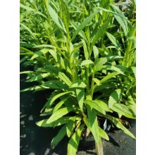 Helenium autumnale Helena Gold - Napfényvirág (mag)