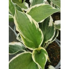 Hosta fortunei Patriot - Árnyékliliom