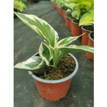 Hosta fortunei Patriot - Árnyékliliom