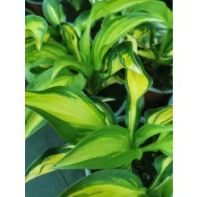Hosta Lakeside Little Tuft - Árnyékliliom