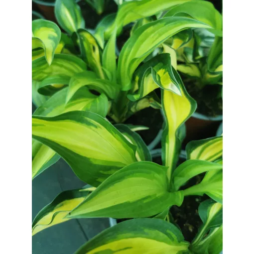 Hosta Lakeside Little Tuft - Árnyékliliom