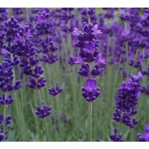 Lavandula angustifolia Spear Blue - Levendula