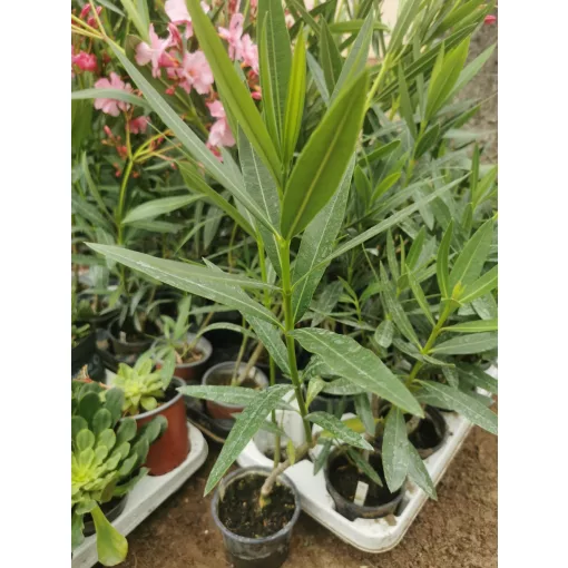 Leander Rose des Borrels (100)