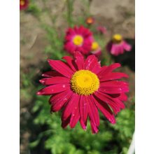 Tanacetum coccineum Robinsons Red - Piros margitvirág