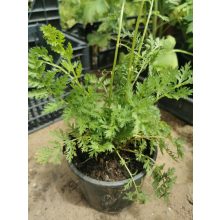 Tanacetum coccineum Robinsons Red - Piros margitvirág