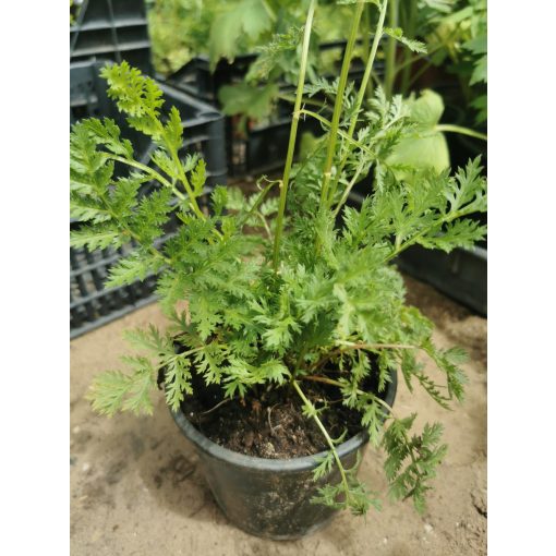 Tanacetum coccineum Robinsons Red - Piros margitvirág