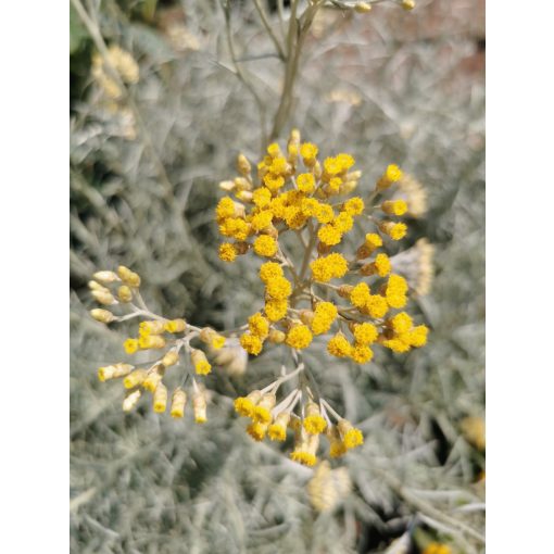 Helichrysum italicum – Olasz szalmagyopár (curryfű)