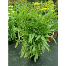 Coreopsis Full Moon - Menyecskeszem