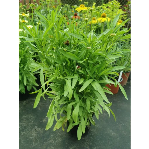 Coreopsis Full Moon - Menyecskeszem