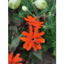 Lychnis arkwrightii Vesuvius - Égővörös kakukkszegfű