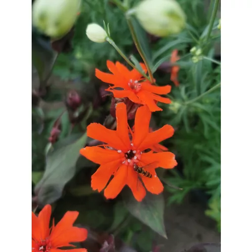 Lychnis arkwrightii Vesuvius - Égővörös kakukkszegfű
