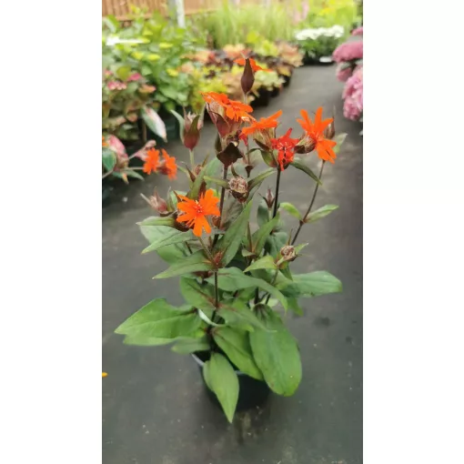 Lychnis arkwrightii Vesuvius - Égővörös kakukkszegfű