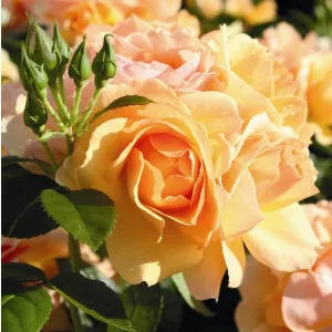 Rosa Hansestadt Rostock - Tearózsa