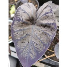 Colocasia Black Coral - Elefántfül