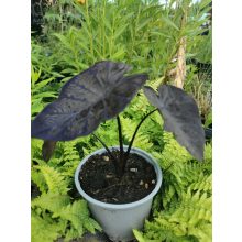 Colocasia Black Coral - Elefántfül