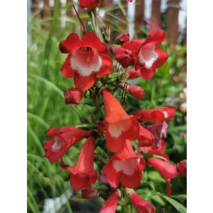 Penstemon hartwegii Polaris Red - Bugatölcsér