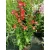 Penstemon hartwegii Polaris Red - Bugatölcsér