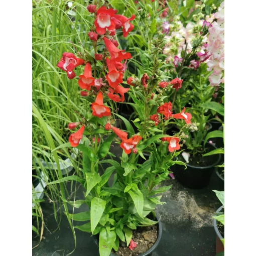 Penstemon hartwegii Polaris Red - Bugatölcsér