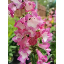 Penstemon hartwegii Polaris Purple - Bugatölcsér