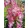 Penstemon hartwegii Polaris Purple - Bugatölcsér