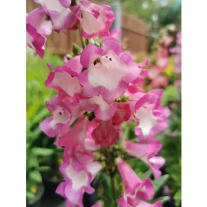 Penstemon hartwegii Polaris Purple - Bugatölcsér