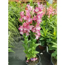 Penstemon hartwegii Polaris Purple - Bugatölcsér