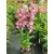 Penstemon hartwegii Polaris Purple - Bugatölcsér