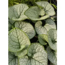 Brunnera macrophylla Jack Frost - Kaukázusi nefelejcs