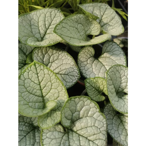 Brunnera macrophylla Jack Frost - Kaukázusi nefelejcs