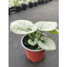 Brunnera macrophylla Jack Frost - Kaukázusi nefelejcs