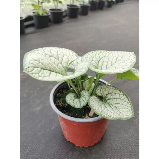 Brunnera macrophylla Jack Frost - Kaukázusi nefelejcs