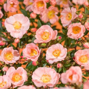 Rosa Blushing Queen - Futórózsa
