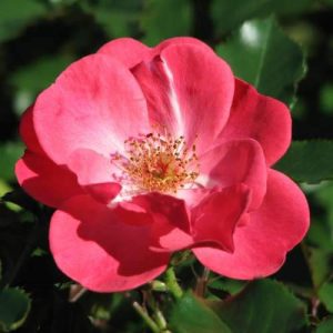Rosa Red Queen - Futórózsa