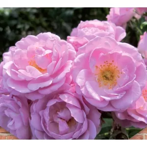 Rosa Lavender Queen - Futórózsa