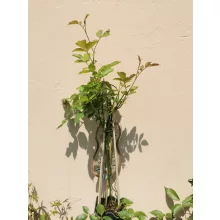 Rosa Lavender Queen - Futórózsa