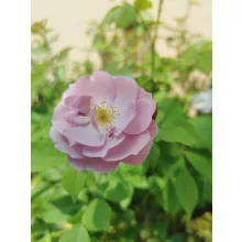 Rosa Tropical - Futórózsa