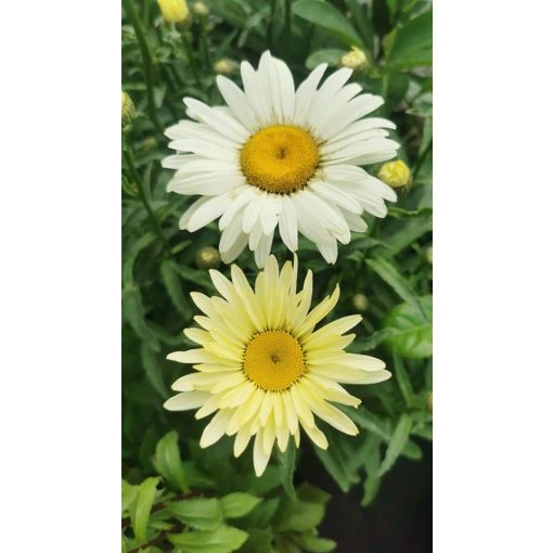 Leucanthemum superbum Banana Cream - Margaréta