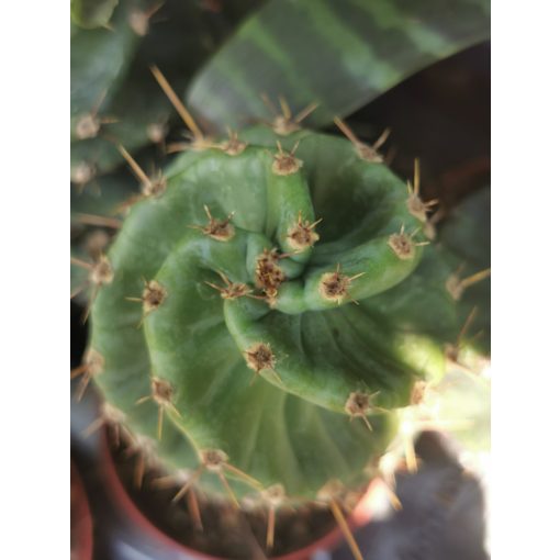 Cereus forbesii Spiralis - Csavarkaktusz